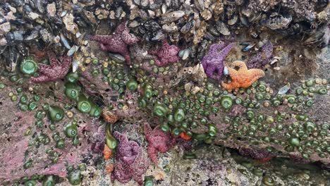 starfish, shellfish and anemones on the rock near the ocean