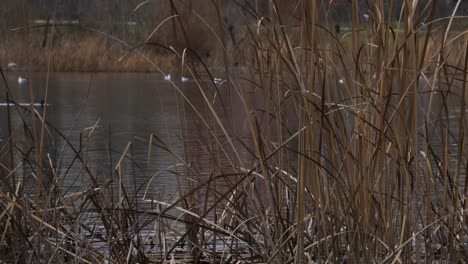 Trockenes-Braunes-Gras-Am-See,-Wo-Enten-Schwimmen-Und-Wilde-Zugvögel-Herumfliegen