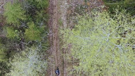 Content creator with dog walking path through woods in fall, top down aerial