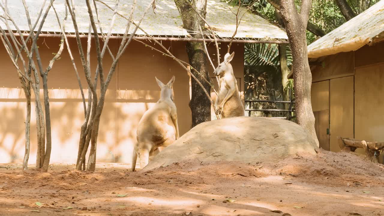 Kirahvit esittävät leikkisää käytöstä aitauksensa lähellä, esitellen sosiaalista dynamiikkaansa safaripuistossa.