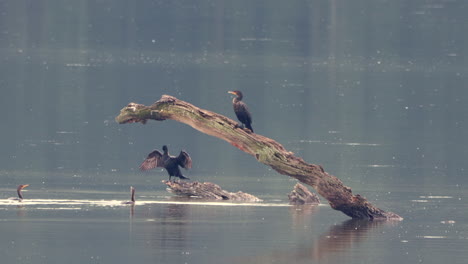 some comorants sitting on a dead branch in the middle of a lake