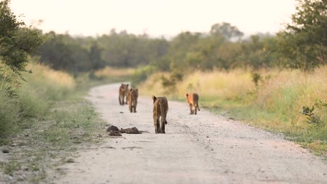 Plano-General-De-Cinco-Cachorros-De-León-Caminando-Por-El-Camino-De-Tierra-En-La-Hermosa-Luz-De-La-Mañana,-Gran-Kruger