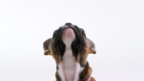 un cachorro de bulldog francés viendo una pelota rebotante, de cerca, filmado en r3d