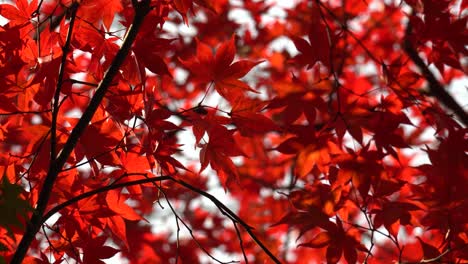 Hojas-Rojas-De-Arce-Japonés-En-El-Parque-Natural-Sobre-El-Cielo