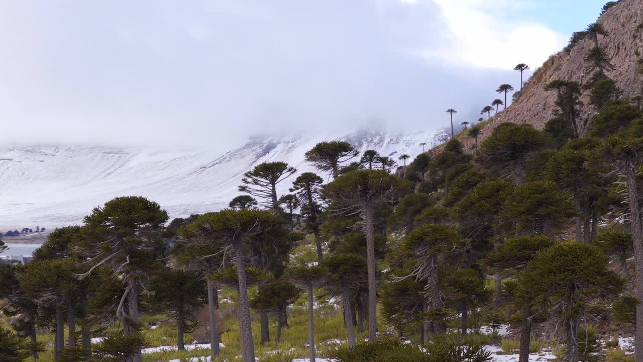 Araucaria trees in Caviahue-Copahue, Neuquén, Argentina, with snowy mountains and misty winter atmosphere in the background