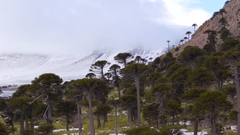 araucaria trees in caviahue-copahue, neuquén, argentina, with snowy mountains and misty winter atmosphere in the background