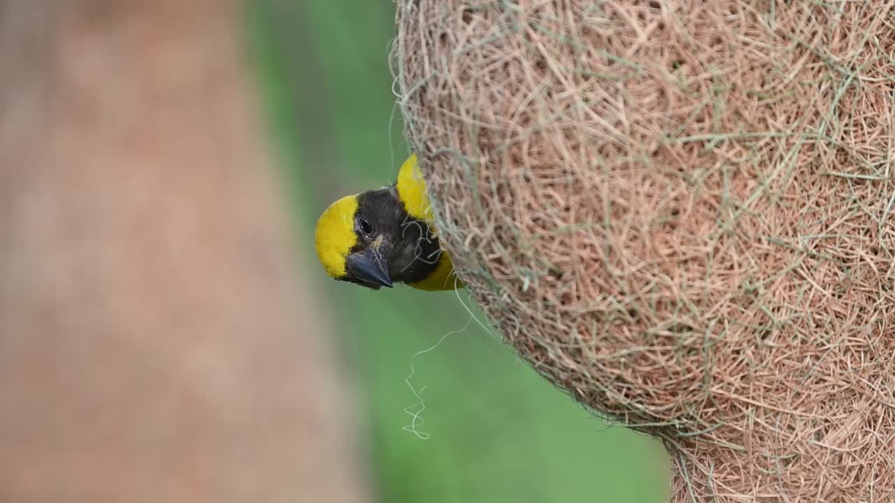 Baya weaver male weaving hanging nest in closeup natural detail