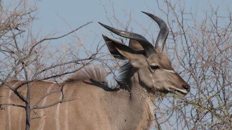 Große-Kudu-Männchen-Fressen-Blätter-Einer-Pflanze-Mit-Dornen-In-Afrika