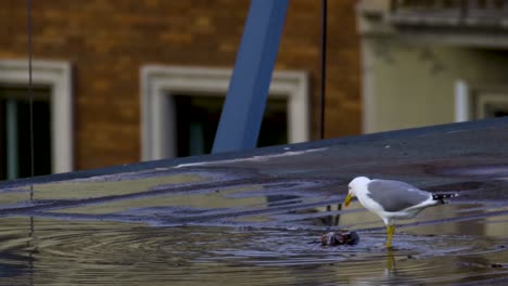 Seagulls-eating-another-bird-on-the-roof