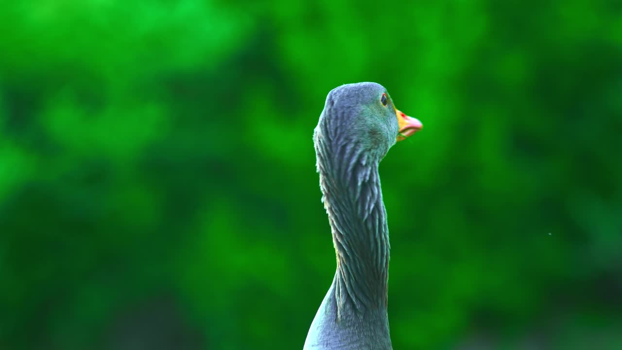 pildammsparken i malmö sweden의 녹색 공원 자연에서 잔디를 먹는 갈매기의 자연 근접 촬영 머리 샷