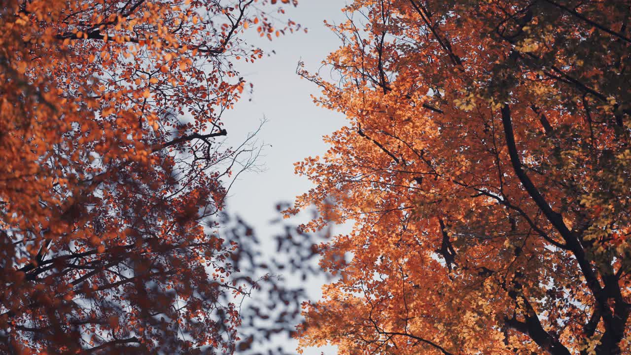 Bright autumn foliage in the tree-tops
