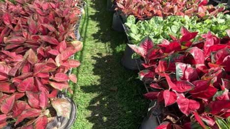 walking past rows of colorful potted plants.