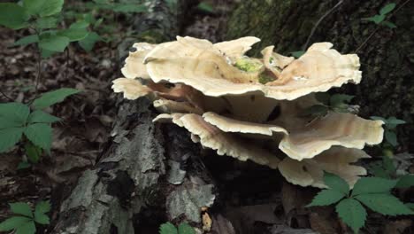 tracking shot of berkeley's polypore mushroom on the bottom of a tree in a forest