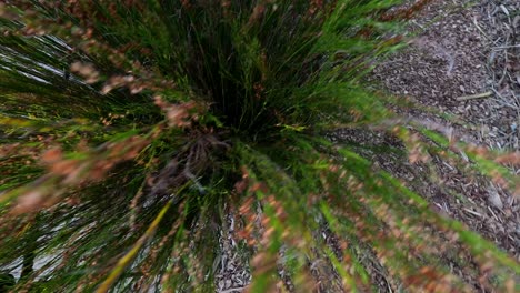 grass swaying in the wind, natural setting