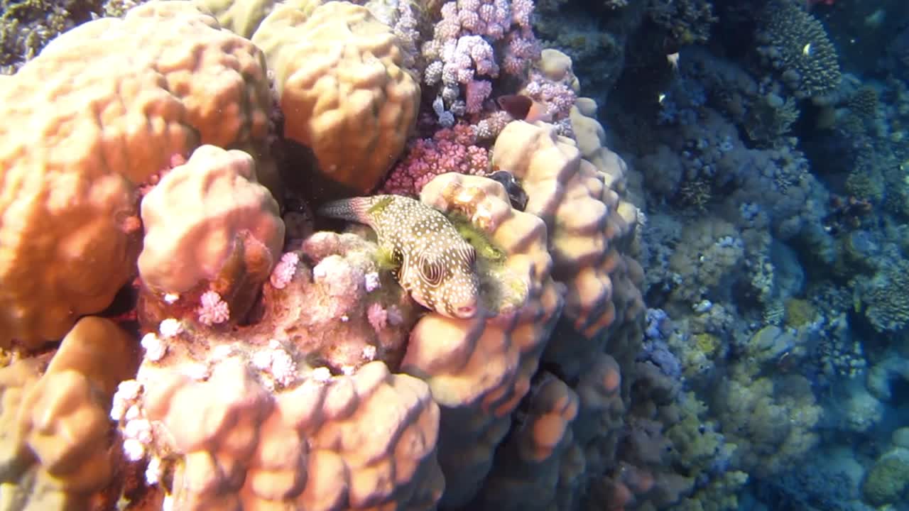Sleeping boxfish on reef off Marsa Alam red sea