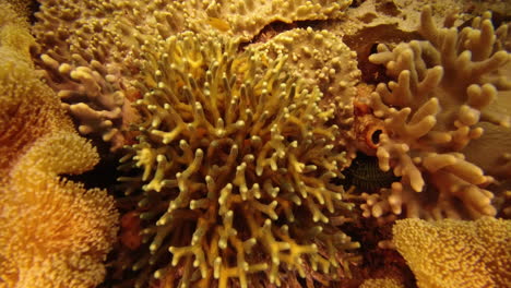 Los-Corales-Son-Nuestro-Reino-Para-Proteger