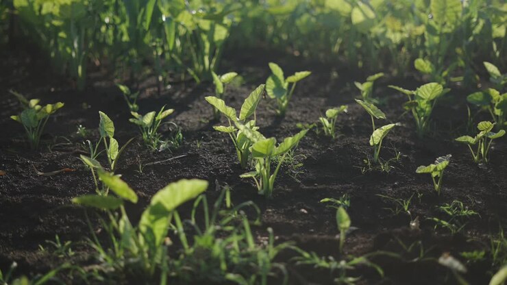 Young plants growing in a garden