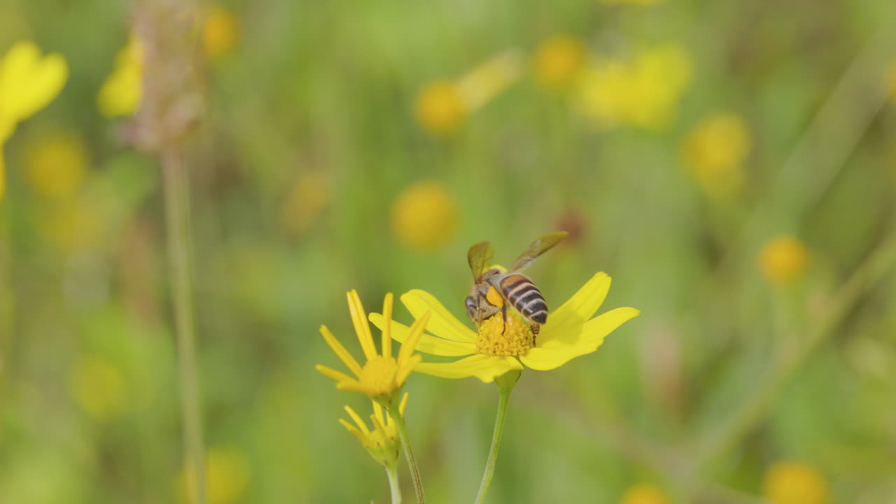 Indian Honey Bee works a yellow Sonki flower for nectar and pollen in the monsoon morning before flying off