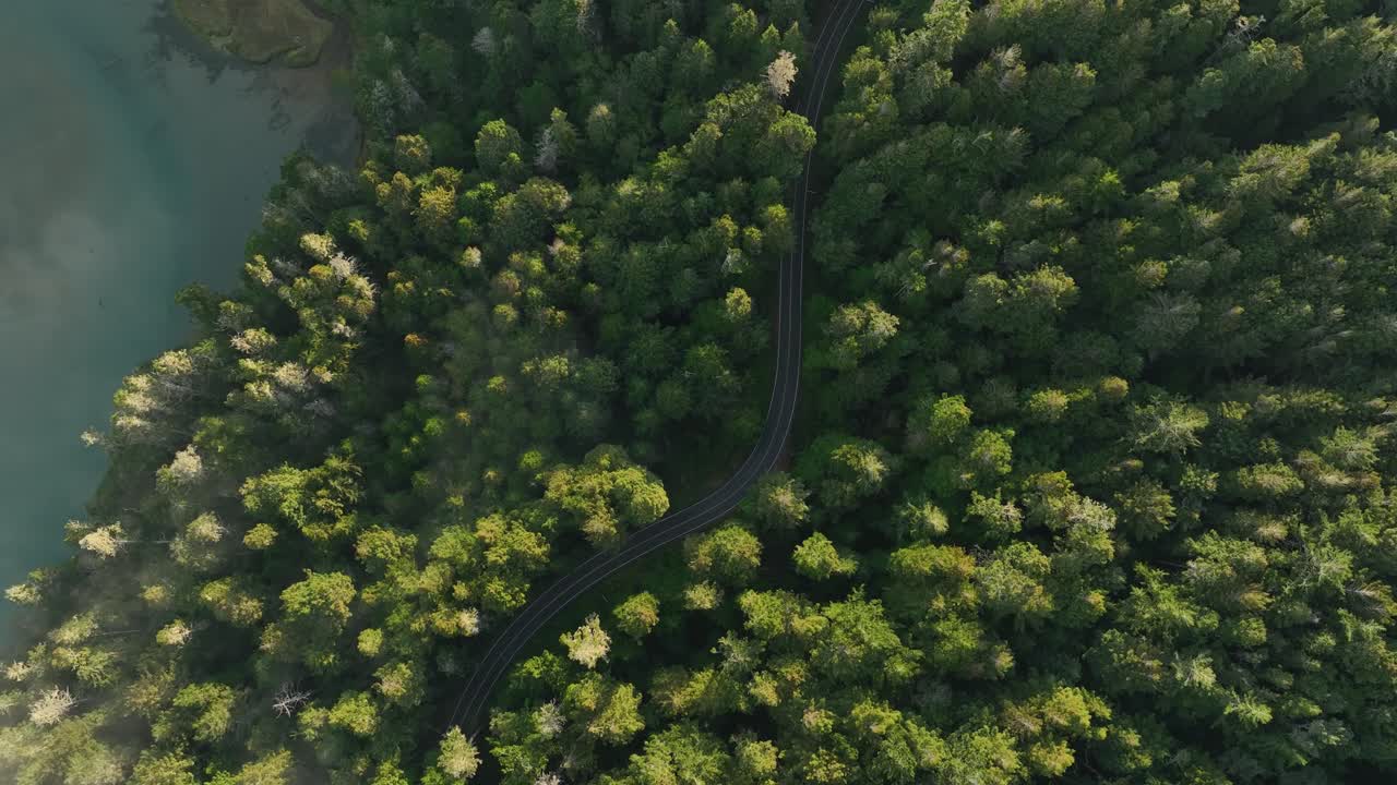 toma aérea bajando de un camino sinuoso que atraviesa un bosque siempre verde en california