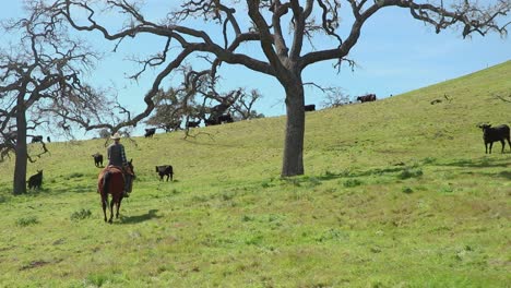 Zwei-Eichen-Bilden-Einen-Perfekten-Rahmen-Für-Das-Vieh-Und-Den-Cowboy,-Die-Dazwischen-Reiten