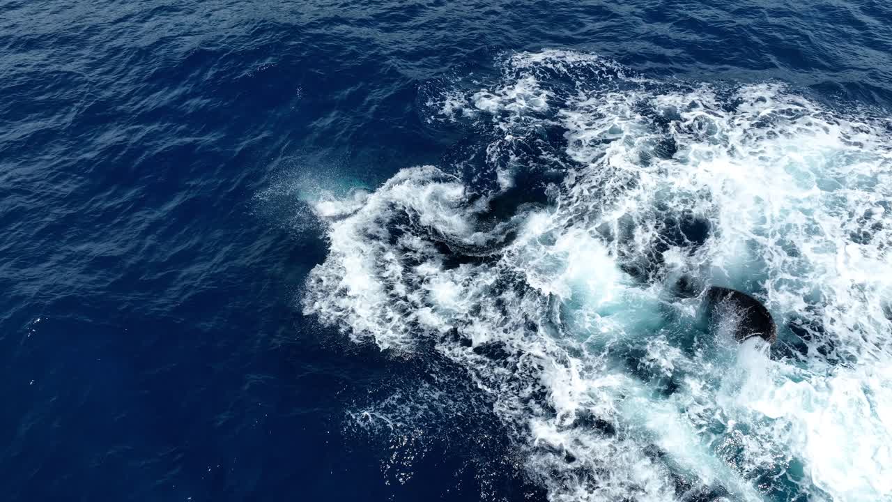 Humpback whale playing in the warm waters off Hawaii, USA