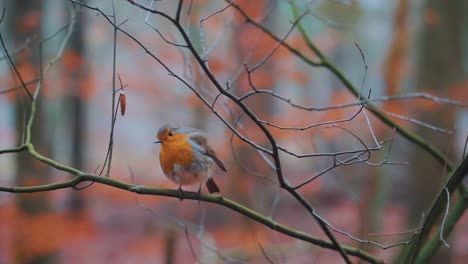 Cerca-De-Zeist-Robin-Pájaro-Sentado-En-El-árbol,-Aislado-Sobre-Fondo-Borroso