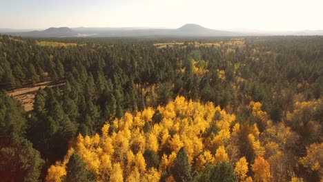 aerial, drone passes over a bright patch of yellow fall aspen trees and leaves, flagstaff, arizona