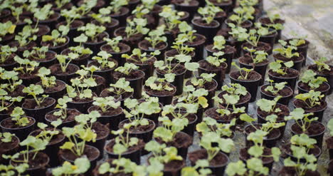 geranium seedlings in greenhouse agriculture