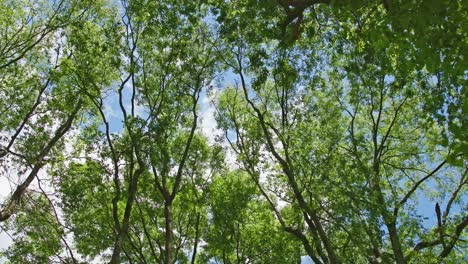 crowns of trees with green leaves in deciduous forest, blue sky above