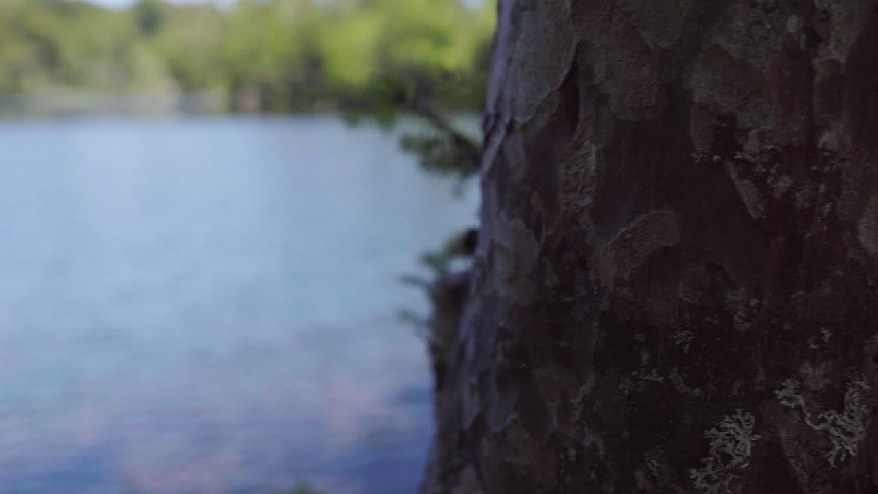 Close up of tree In foreground revealing Laguna Corazon, a calm heart-shaped lake surrounded by woods in Liquiñe, Chile
