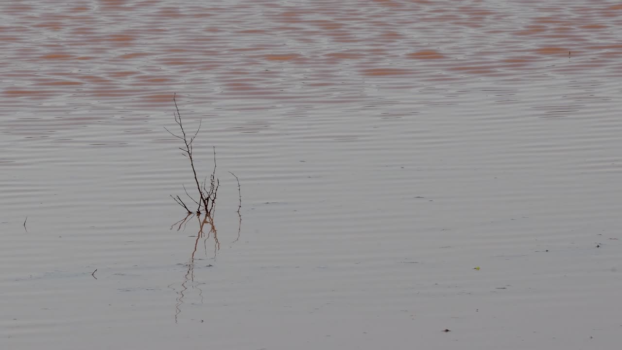 윈드 이스라엘이 만든 작은 파도가 있는 자연 회색 겨울 물 연못의 4k 비디오
