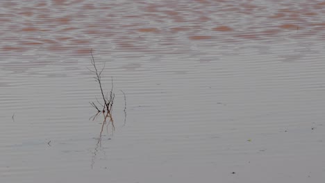 4k-Video-Eines-Natürlichen-Grauen-Winterwasserteiches-Mit-Kleinen-Wellen,-Die-Vom-Wind-Israel-Erzeugt-Wurden