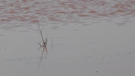 4k video of a natural gray winter water pond with little waves created by the wind- israel