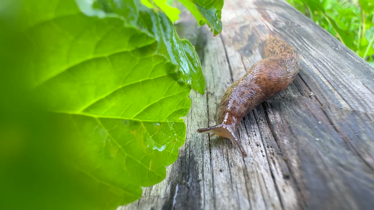 Leopard slug (Limax maximus) moving slowly on a piece of log