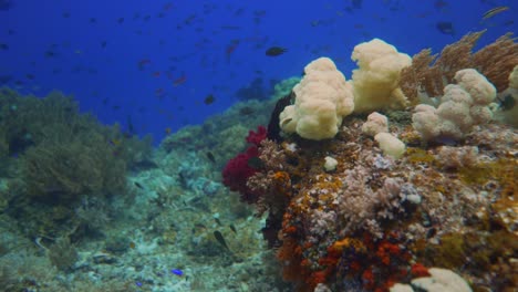 nadar a través de un arrecife de coral con muchos colores con peces nadando como un acuario natural