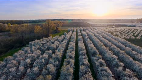 4k-Luftaufnahme-Eines-Blühenden-Obstgartens-Bei-Sonnenuntergang,-Wunderschöne-Beleuchtung-Im-Frühling