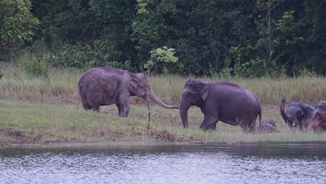 the asiatic elephants are endangered and this herd is having a good time playing and bathing in a lake at khao yai national park; they can be playful and protective of their young.