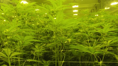 Plantas-De-Marihuana-De-Interior-Crecen-En-Casa,-Hojas-De-Maceta-Altas-Bajo-Las-Luces-De-La-Casa-De-Cultivo-Para-Tratamiento-Médico,-Tiro-Panorámico