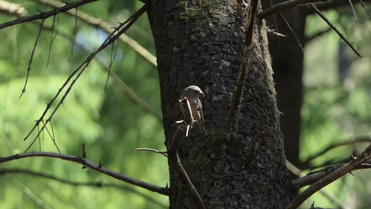 crossbill se sienta en una rama de un árbol y mira a su alrededor