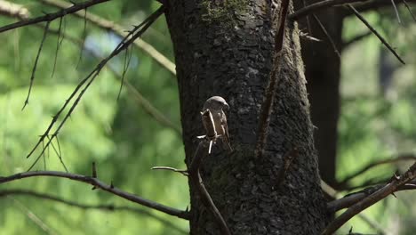 Crossbill-sits-on-a-branch-in-a-tree-and-looks-around