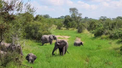 Sabana-Africana-Elefante-Colonia-Familia-Pastoreo