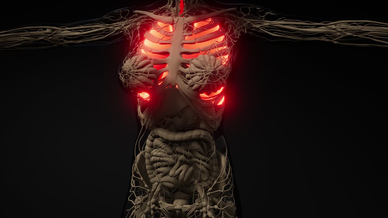 examen radiológico de los pulmones humanos