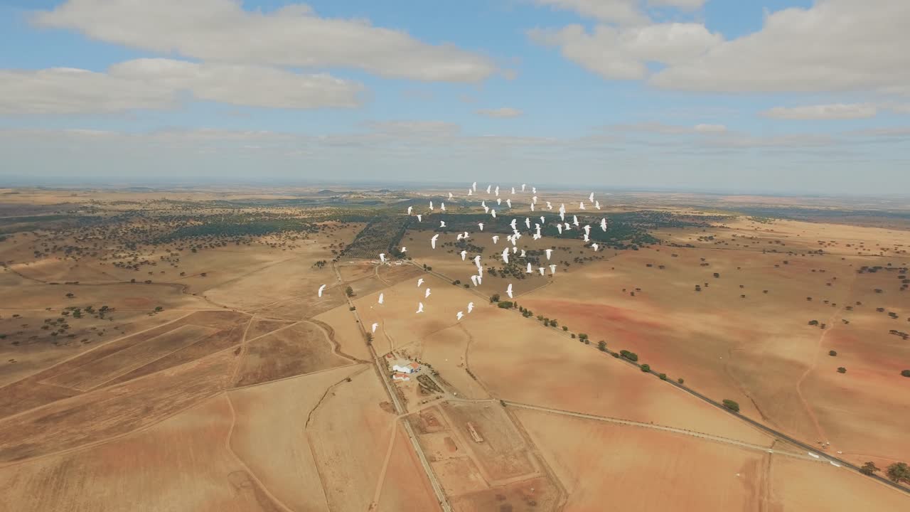 Aerial View of Birds Over Dry Farmland