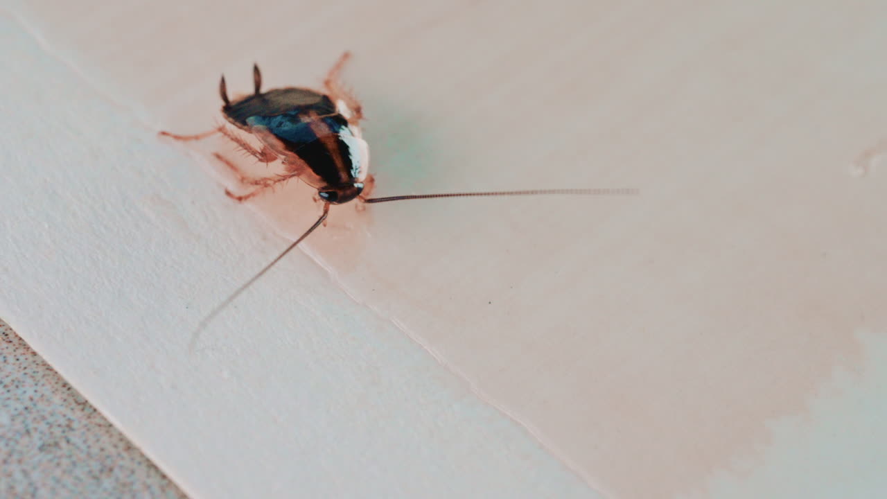 Close up of a small cockroach walking across a light colored surface