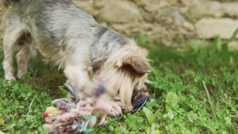 little yorkshire terrier is angry at his toy and chewing it intensively. medium shot.