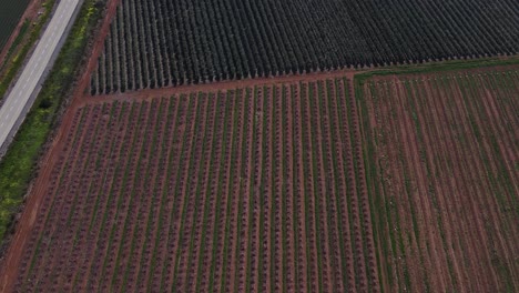 Aerial-view-of-Israel,-Golan-Heights,-Mevo-Hama-irrigation-equipment-watering-green-soybean-crops-field-in-summer-afternoon,-drone-point-of-view-for-unusual-angle-for-agricultural-activity