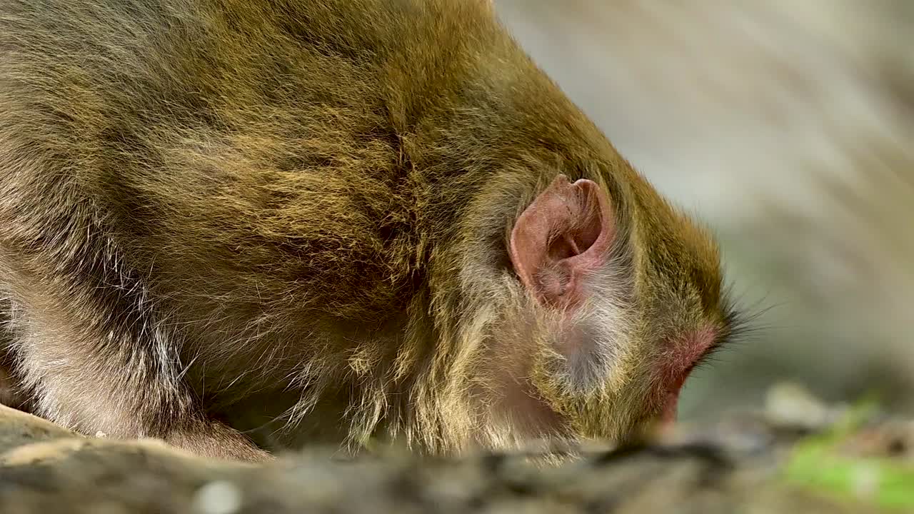 Dintorni incontaminati che offrono un rifugio sicuro e supportano una variegata attività di mammiferi energici.