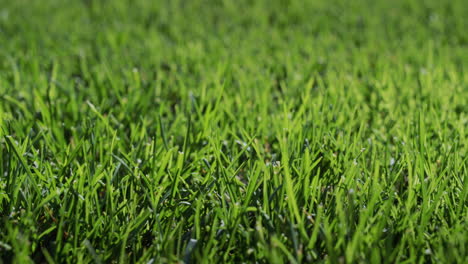 Lush-green-grass-illuminated-by-the-sun.-Perfect-lawn,-slider-4k-shot