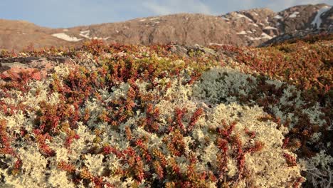 Arctic-Tundra-lichen-moss-close-up.-Found-primarily-in-areas-of-Arctic-Tundra,-alpine-tundra,-it-is-extremely-cold-hardy.-Cladonia-rangiferina,-also-known-as-reindeer-cup-lichen.