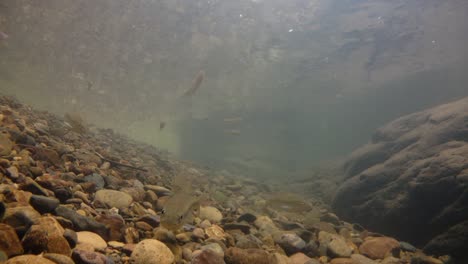 El-Parque-Nacional-Kaeng-Krachan-Es-El-Hogar-De-Muchos-Animales-Salvajes-Fantásticos-Y-Los-Arroyos-Son-Una-Fuente-De-Vida-De-Agua-Dulce-Para-Que-Los-Animales-Beban-Y-Los-Peces-Naden.